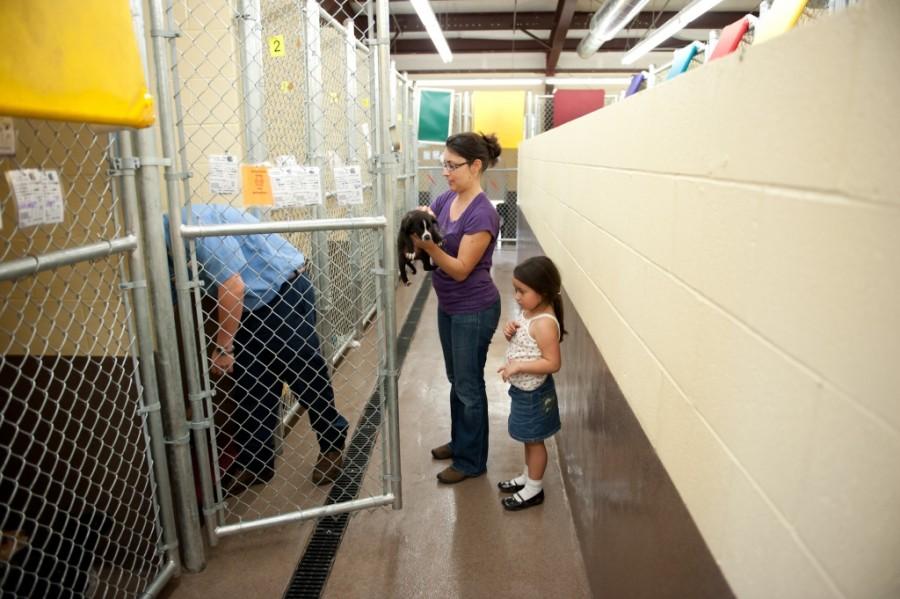 animal shelter-15