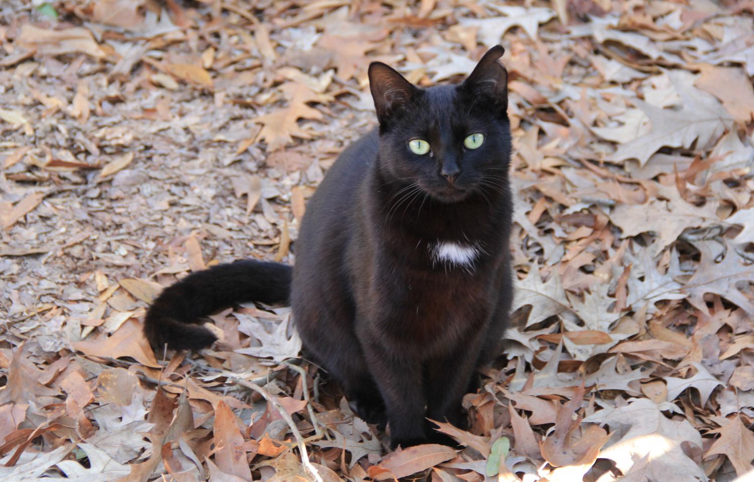 FMU administration members are managing the campus cat population by transporting cats to the Florence County Humane Society and spaying and neutering cats to reduce cat reproduction.